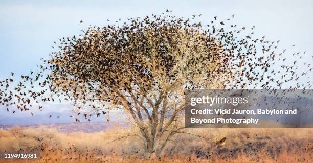 blackbirds swarming a cottonwood tree with hawk at bosque del apache, new mexico - bosque del apache national wildlife reserve stockfoto's en -beelden