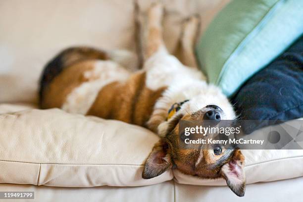 upside-down dog - dog lying down stock pictures, royalty-free photos & images