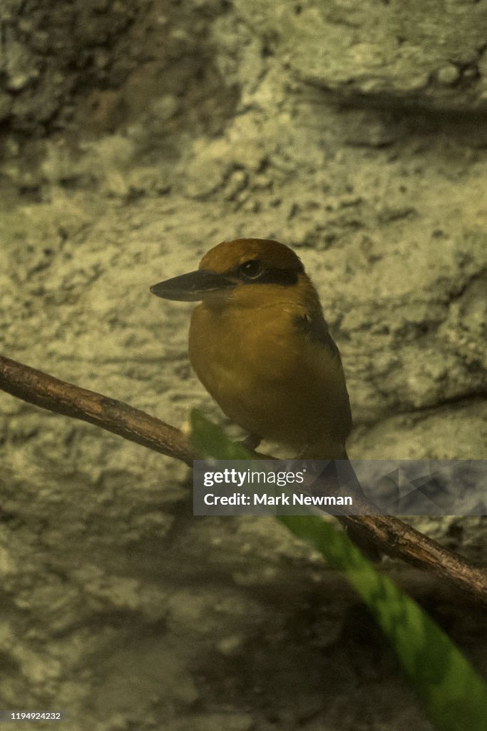 Guam Kingfisher