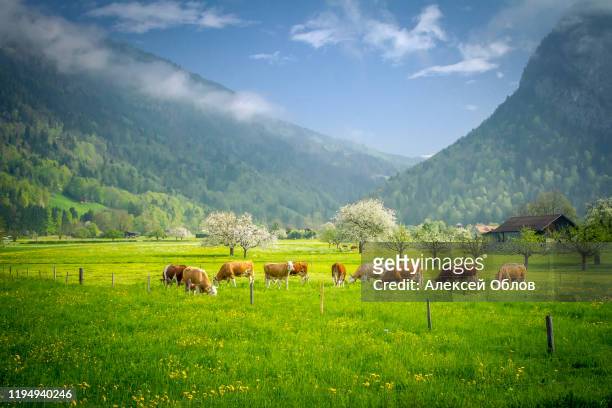 summer landscape with cow grazing on fresh green mountain pastures. interlaken, switzerland, europe. - viehweide stock-fotos und bilder