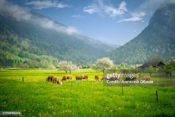 summer landscape with cow grazing on fresh green mountain pastures. interlaken, switzerland, europe. - pasture foto e immagini stock