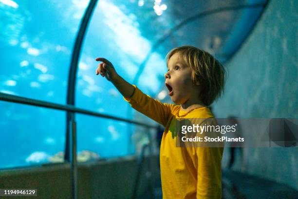 little boy in public aquarium - awe imagens e fotografias de stock