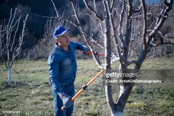 farmer pruning a tree in orchard. - tree removal stock pictures, royalty-free photos & images