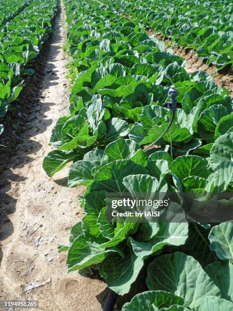 first day of spring in the cabbage field, vertical - equinox stock pictures, royalty-free photos & images