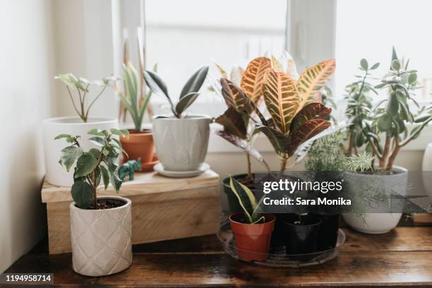 window corner full of house plants - blumentopf stock-fotos und bilder