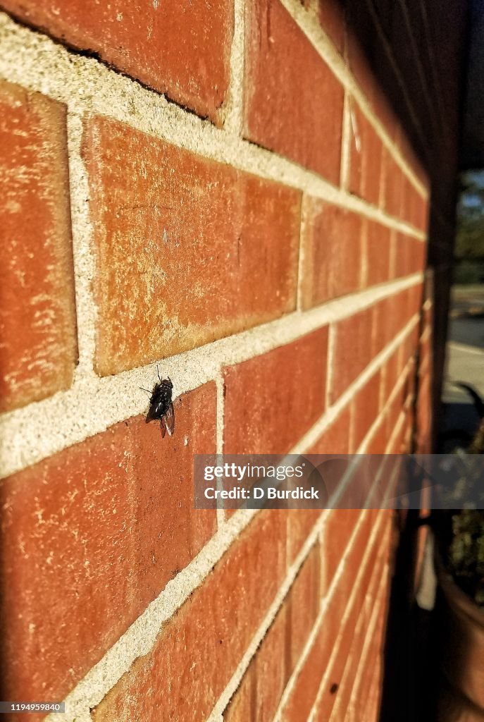 Fly on bricks