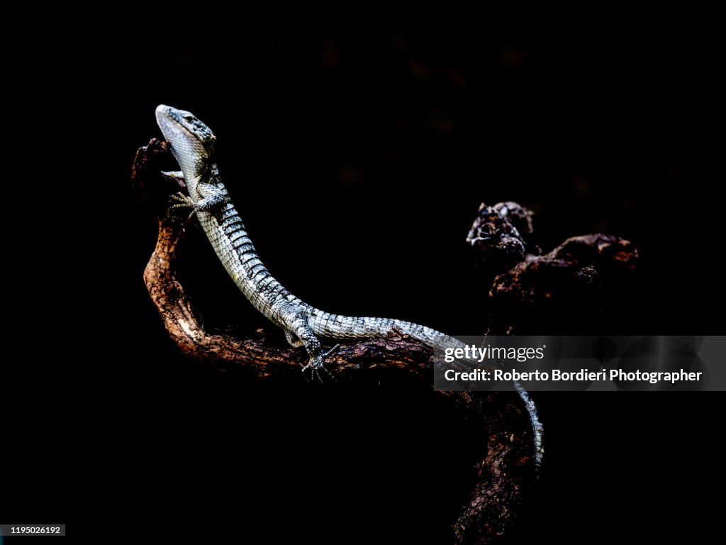 Serie di foto in ambiente controllato di diverse famiglie e tipi di Camaleoni, Iguana e rettili squamati