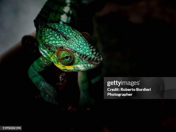 serie di foto in ambiente controllato di diverse famiglie e tipi di camaleoni, iguana e rettili squamati - roberto bordieri stock pictures, royalty-free photos & images