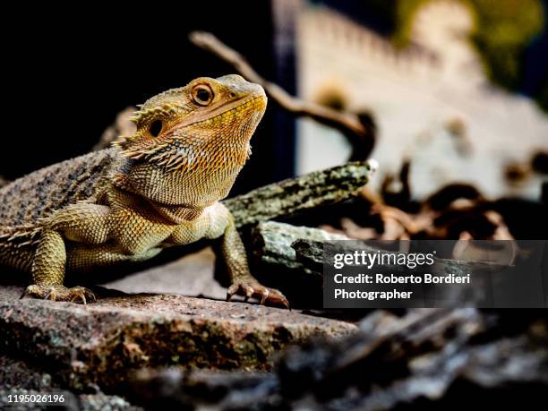 serie di foto in ambiente controllato di diverse famiglie e tipi di camaleoni, iguana e rettili squamati - roberto bordieri stock pictures, royalty-free photos & images