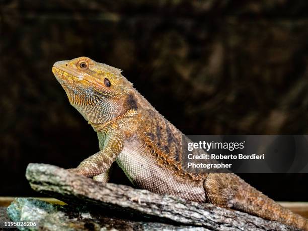 serie di foto in ambiente controllato di diverse famiglie e tipi di camaleoni, iguana e rettili squamati - roberto bordieri stock pictures, royalty-free photos & images