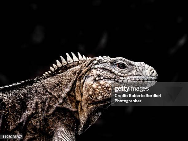 serie di foto in ambiente controllato di diverse famiglie e tipi di camaleoni, iguana e rettili squamati - roberto bordieri stock pictures, royalty-free photos & images