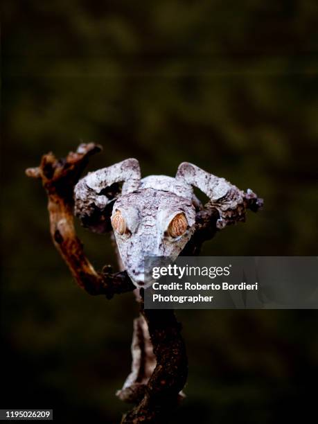 serie di foto in ambiente controllato di diverse famiglie e tipi di camaleoni, iguana e rettili squamati - roberto bordieri stock pictures, royalty-free photos & images