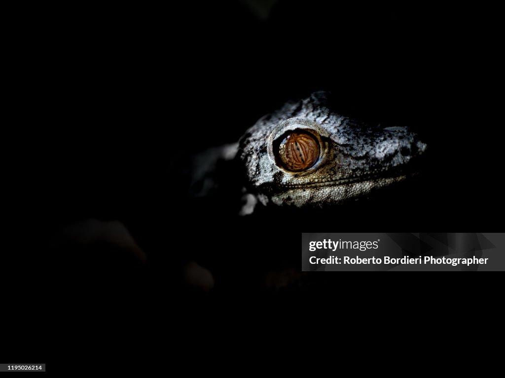 Serie di foto in ambiente controllato di diverse famiglie e tipi di Camaleoni, Iguana e rettili squamati