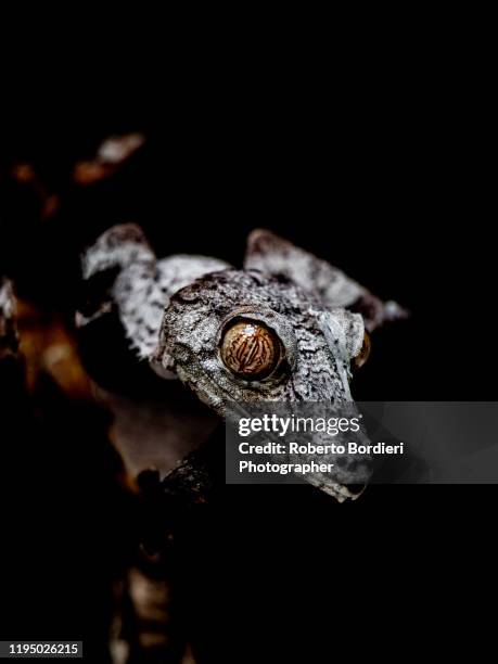 serie di foto in ambiente controllato di diverse famiglie e tipi di camaleoni, iguana e rettili squamati - roberto bordieri stock pictures, royalty-free photos & images