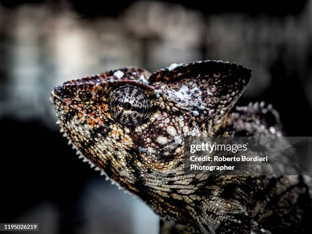 serie di foto in ambiente controllato di diverse famiglie e tipi di camaleoni, iguana e rettili squamati - roberto bordieri stock pictures, royalty-free photos & images