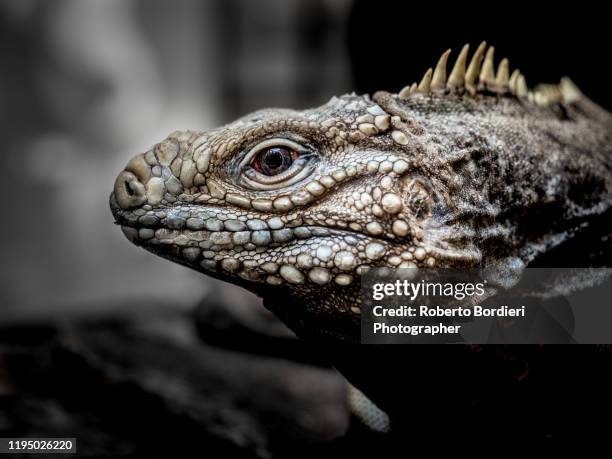 serie di foto in ambiente controllato di diverse famiglie e tipi di camaleoni, iguana e rettili squamati - roberto bordieri fotografías e imágenes de stock