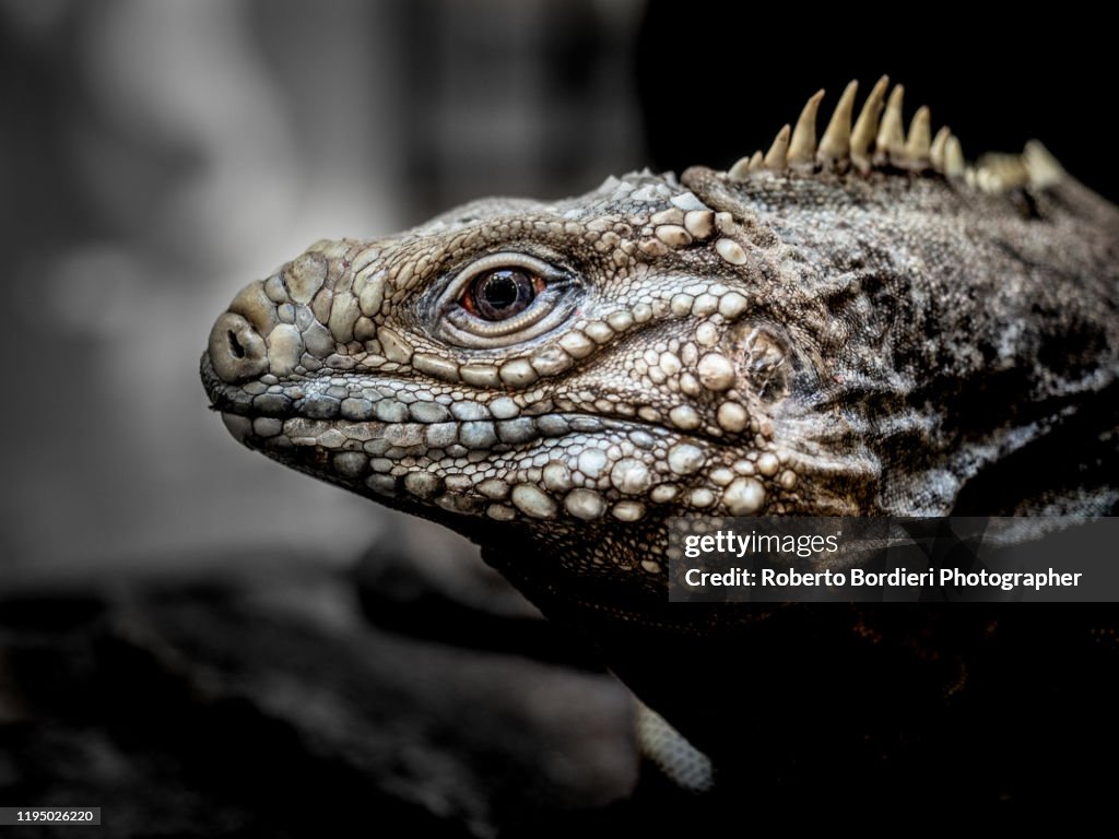 Serie di foto in ambiente controllato di diverse famiglie e tipi di Camaleoni, Iguana e rettili squamati