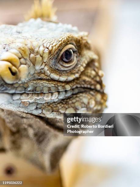 serie di foto in ambiente controllato di diverse famiglie e tipi di camaleoni, iguana e rettili squamati - roberto bordieri stock pictures, royalty-free photos & images