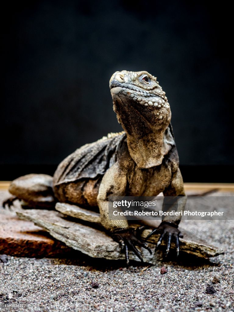 Serie di foto in ambiente controllato di diverse famiglie e tipi di Camaleoni, Iguana e rettili squamati