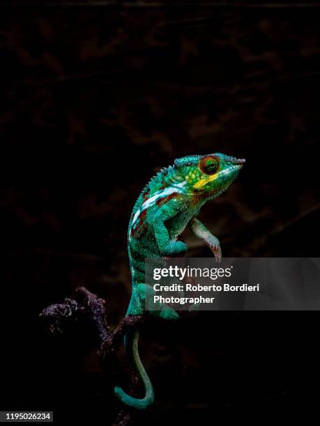 serie di foto in ambiente controllato di diverse famiglie e tipi di camaleoni, iguana e rettili squamati - east african chameleon stock-fotos und bilder
