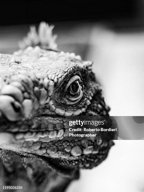 serie di foto in ambiente controllato di diverse famiglie e tipi di camaleoni, iguana e rettili squamati - roberto bordieri stock pictures, royalty-free photos & images