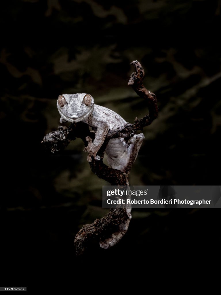 Serie di foto in ambiente controllato di diverse famiglie e tipi di Camaleoni, Iguana e rettili squamati