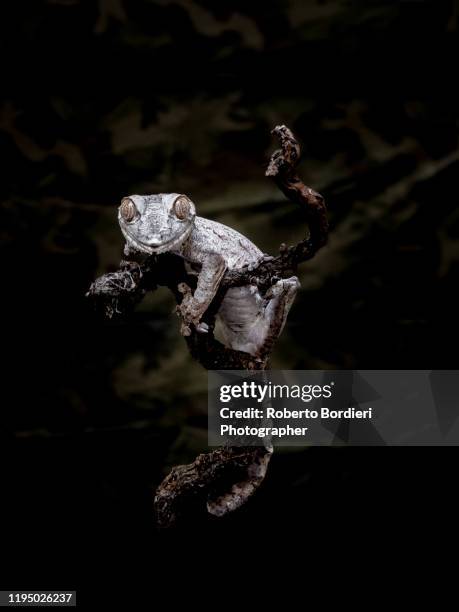 serie di foto in ambiente controllato di diverse famiglie e tipi di camaleoni, iguana e rettili squamati - roberto bordieri fotografías e imágenes de stock