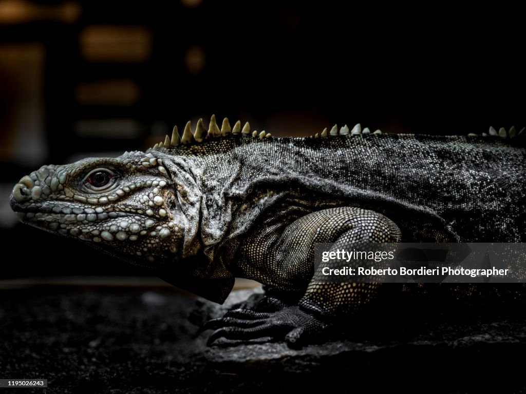 Serie di foto in ambiente controllato di diverse famiglie e tipi di Camaleoni, Iguana e rettili squamati