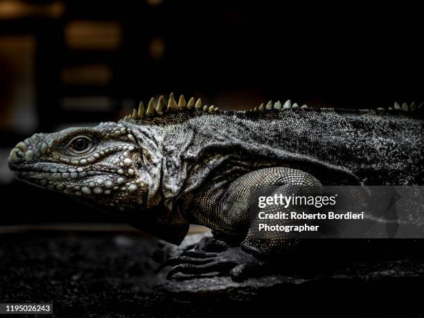 serie di foto in ambiente controllato di diverse famiglie e tipi di camaleoni, iguana e rettili squamati - roberto bordieri stock pictures, royalty-free photos & images