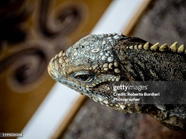 serie di foto in ambiente controllato di diverse famiglie e tipi di camaleoni, iguana e rettili squamati - roberto bordieri stock pictures, royalty-free photos & images