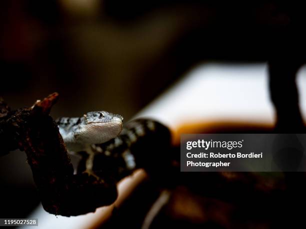 serie di foto in ambiente controllato di diverse famiglie e tipi di camaleoni, iguana e rettili squamati - roberto bordieri stock pictures, royalty-free photos & images