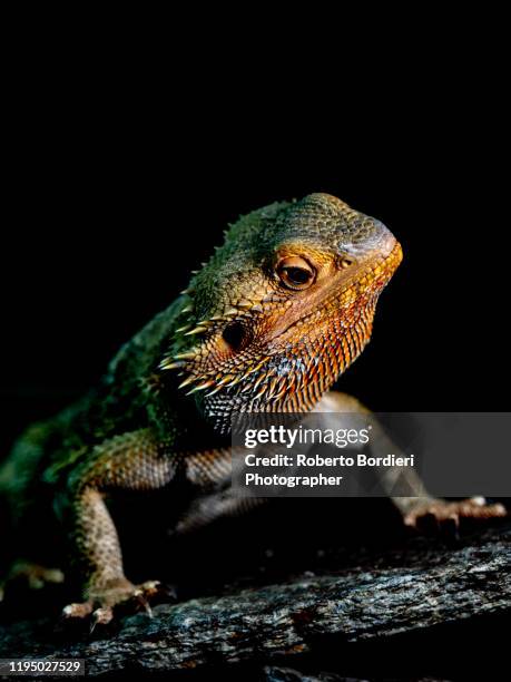 serie di foto in ambiente controllato di diverse famiglie e tipi di camaleoni, iguana e rettili squamati - roberto bordieri stock pictures, royalty-free photos & images