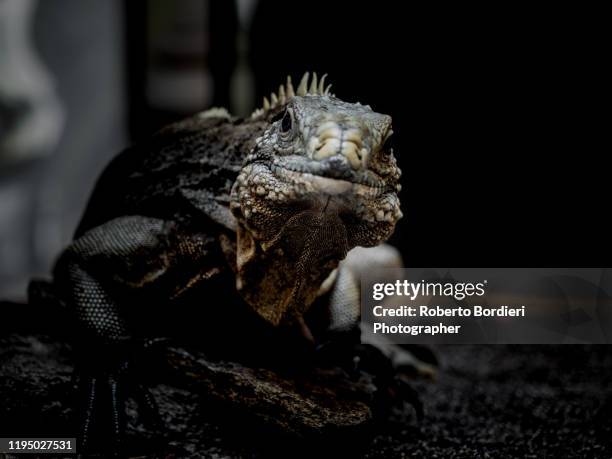 serie di foto in ambiente controllato di diverse famiglie e tipi di camaleoni, iguana e rettili squamati - roberto bordieri foto e immagini stock