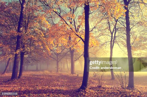 beautiful sunlight in the forest in autumn - sweden forest stock pictures, royalty-free photos & images