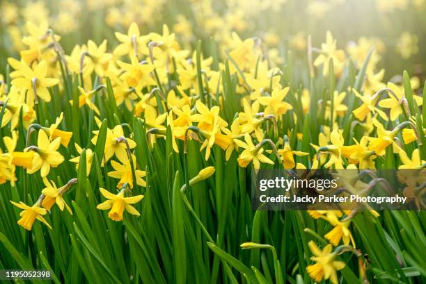 beautiful yellow daffodil flowers blooming in a spring garden also known as narcissus - daffodil ストックフォトと画像