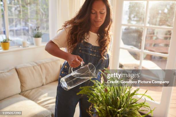 mujer madura regando plantas colgantes en su salón - regar fotografías e imágenes de stock