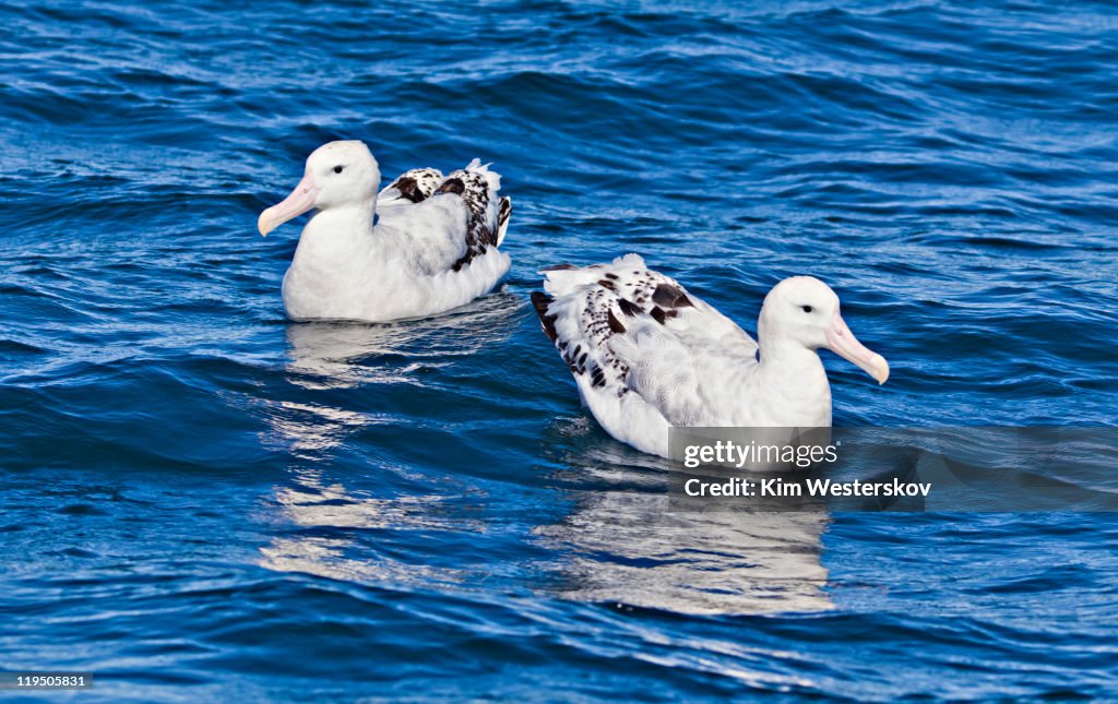 Albatross pair on sea, facing different directions