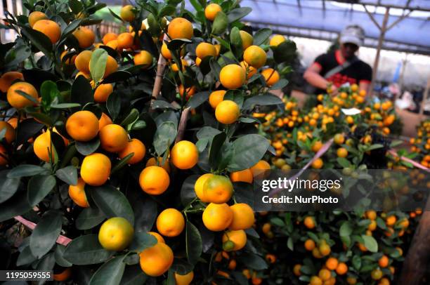 Traders take care of the Chinese lime fruit trees in the Meruya area, Jakarta on January 2020. Many requests ahead of the Chinese New Year have...