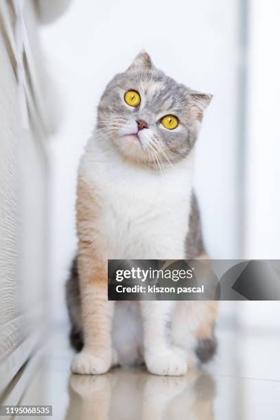 portrait of a cute scottish fold cat . - schotse-vouwoorkat stockfoto's en -beelden