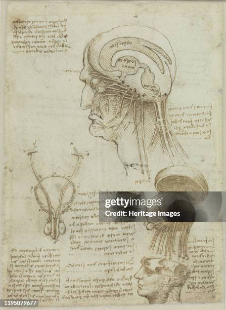 478 Leonardo Da Vinci Anatomy Photos and Premium High Res Pictures - Getty Images 478 Leonardo Da Vinci Anatomy Photos and Premium High Res Pictures - Getty Images