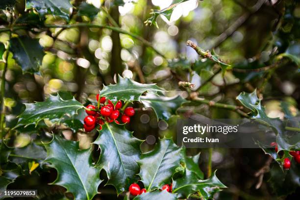 holly and berries background - agrifoglio foto e immagini stock