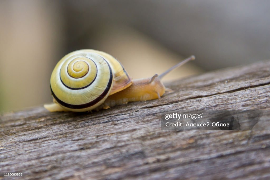 Snail crawling on a tree close up