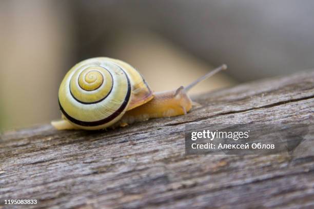 snail crawling on a tree close up - helix pomatia stock pictures, royalty-free photos & images