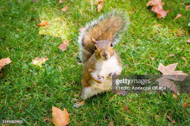 cute grey squirrel in the park - squirrel stock pictures, royalty-free photos & images