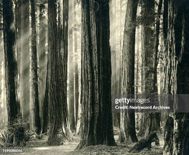Historic view of the Redwood Highway through Humboldt County, California. Known as the Avenue of the Giants because of the ancient Redwood Trees,...
