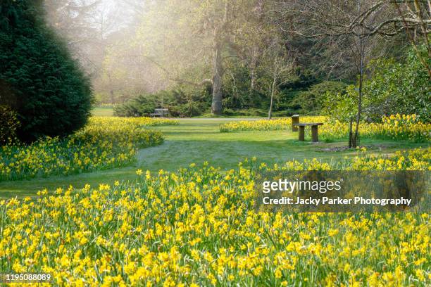 beautiful vibrant yellow daffodil flowers in a spring garden also known as narcissus - plant bulb stock pictures, royalty-free photos & images