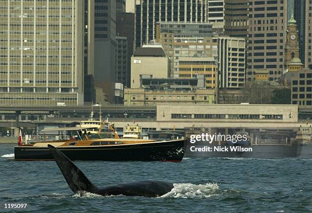 Southern Right Whale frolicks in front of Circular Quay and the CBD in Sydney Harbour. Three giant Right Southern Whales have taken refuge in the...