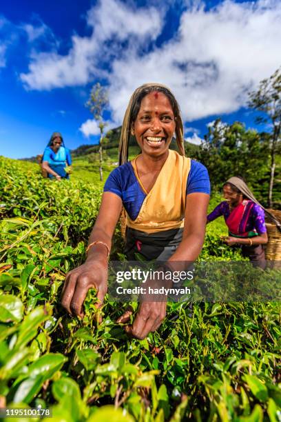 femmes tamoules arrachant des feuilles de thé sur la plantation, ceylan - sri lanka and tea plantation photos et images de collection