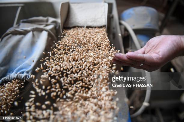 Wheat Process Wheat Process Photos and Premium High Res Pictures - Getty Images