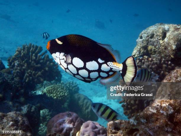 clown triggerfish (balistoides conspicillum), fihalhohi island, maldives - triggerfish stockfoto's en -beelden